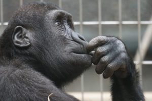 Primate thinking