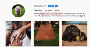 Instagram profile attract visits grow followers
