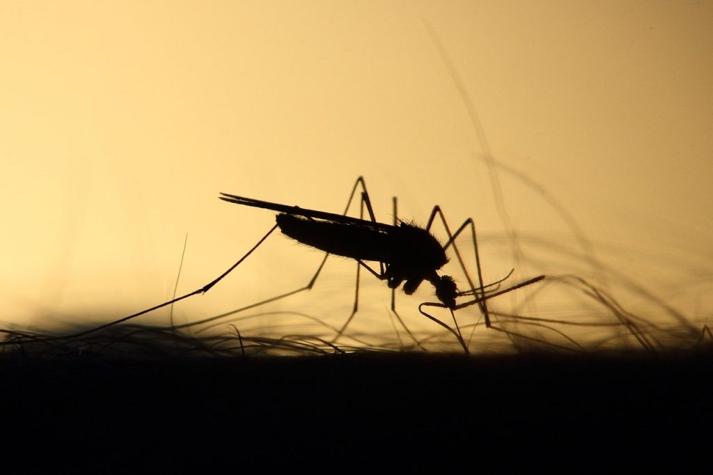 The Deadliest Animal on the Planet – The Mosquito