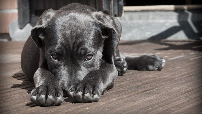 Can I Sue for a Dog Bite Injury in California?