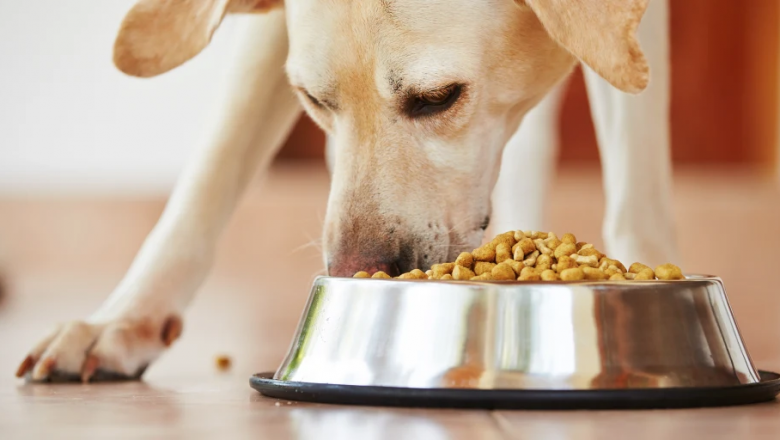 Five Reasons You Should Pick Dehydrated Dog Treats