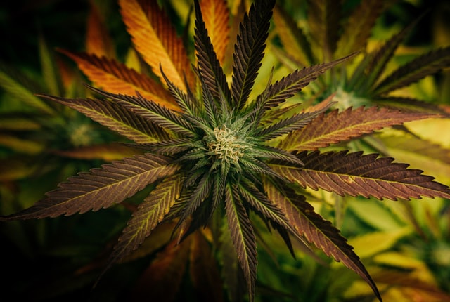 Cannabis