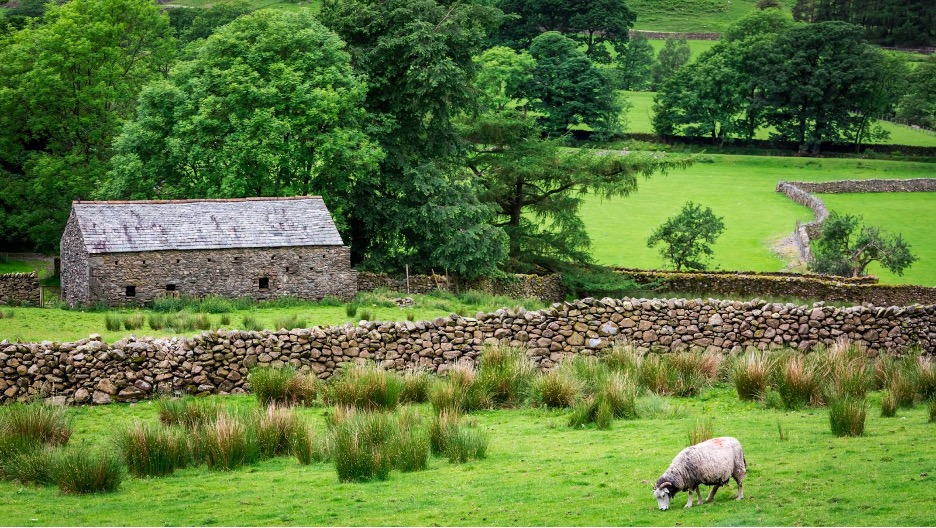 A beautiful lush green farm and a sheep gazing.