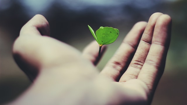 A small plant in a palm.